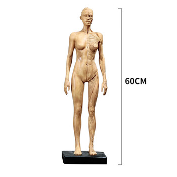 AnatomyTools.com 解剖学人体模型 人体模型艺用品牌及商品- 京东