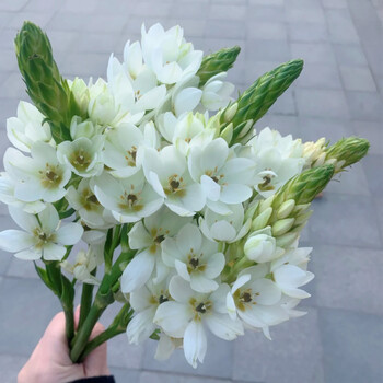 圣心鲜花直发5支家用插花水养昆地直发 白色圣心百合5支