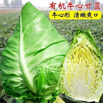 牛心甘蓝种子 精品正装2包【约400粒】   品