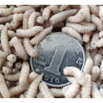 鲜活体蛆肉蛆虫鲫鱼鲤鱼玉米虫蛆虫野钓红蛆饵料活蛆牙子白蛆15瓶装每瓶150条 图片价格品牌报价 京东