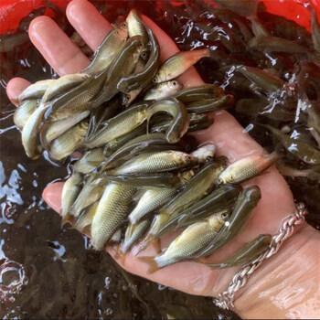 草鱼鱼苗草鱼苗养殖半斤鱼苗皖鱼苗观赏鱼好养耐活养不死本地鱼苗 200