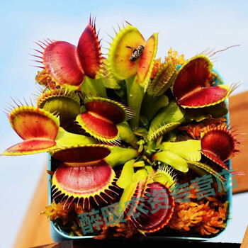 b52 捕蝇草 夹子1厘米左右 黑色方盆