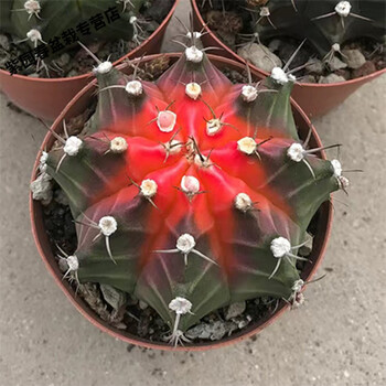 园艺稀有牡丹锦实生彩色仙人球开花仙人掌办公室多肉植物盆栽花牡丹锦6 7cm 两颗 裸根不带土 图片价格品牌报价 京东
