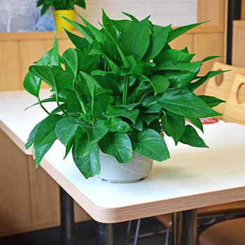 繁花若素 绿萝 180绿萝盆栽植物花卉绿植带托盘yl