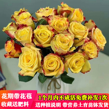 植物室内带花苞切花玫瑰花苗月季大花蔷薇月季苗 国魂玫瑰【四季开花