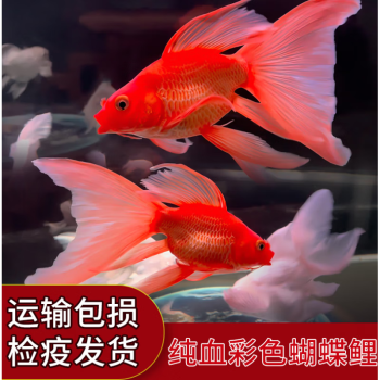 火紅彩色蝴蝶鯉球體大鰭大尾冷淡水魚紅金色黑色易養觀賞魚苗 13-15cm