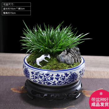 Taiwan Boxwood in Bloom Bonsai Tree | Bonsai Outlet | N0. 16207