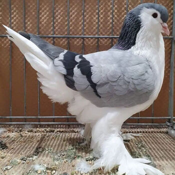 精品观赏鸽拉合尔鸽子种蛋一对黑色酋长耳环种蛋两枚可孵化 拉哈尔