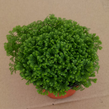 元井汇卷柏盆栽苗不死草石柏岩柏九死还魂草蕨类植物耐寒如图2一盆含盆 图片价格品牌报价 京东