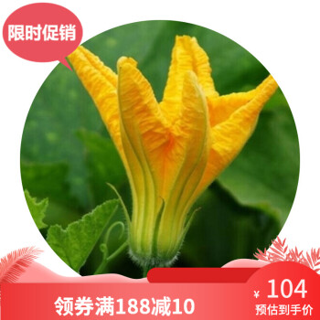 新鲜南瓜花食用蔬菜花番瓜花野菜750g 没货的 图片价格品牌报价 京东