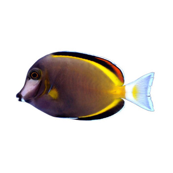 金毛火箭吊倒吊类食藻除藻海水鱼活体海水缸观赏鱼小丑鱼天狗吊911