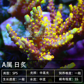 叠枝珊瑚型号规格- 京东