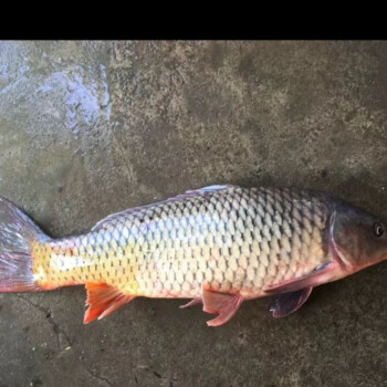 安峰山鯉魚花魚鮮活現殺冰鮮新鮮江蘇水鄉大鯉魚淡水魚特大15斤7斤條