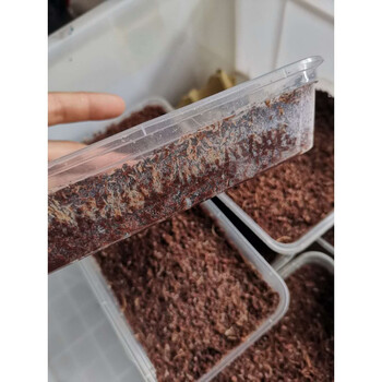 蛐蛐白蟋蟀油葫芦爬虫饲料鱼鸟养殖宠物谷物活体蜥蜴开口虫 白蟋蟀卵