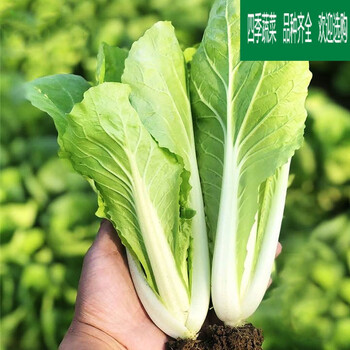黎昕四季黄金奶油小白菜种子小青菜快菜阳台播种盆栽农家蔬菜种子黄金