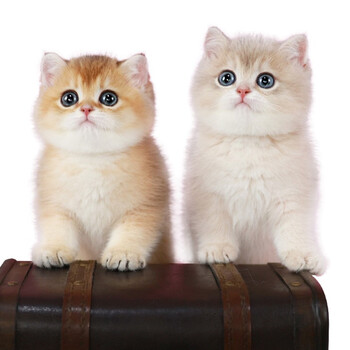 纯种金渐层银渐层猫英短猫幼猫矮脚猫银渐层幼猫家养宠物猫小猫咪猫仔