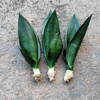 室内植物去除甲醛矮脚白玉虎尾兰水培绿植花卉 黑钻虎皮兰25-30厘米 3