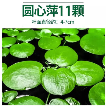 水芙蓉植物品牌及商品- 京东