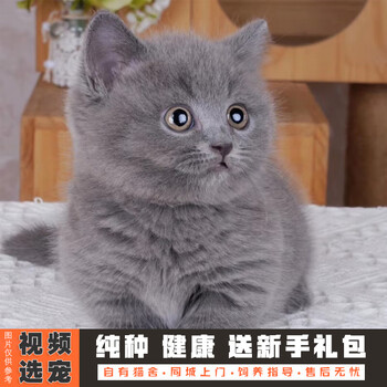 蓝猫幼猫品牌及商品- 京东