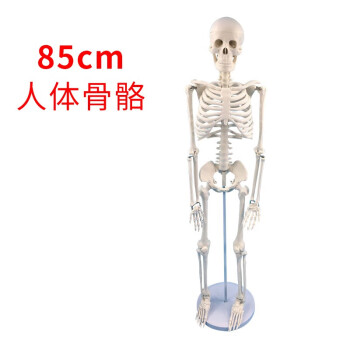 人体骨骼标本排行- 京东