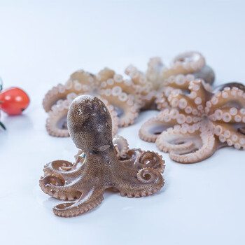 颐晟泰鲜活冷冻迷你小八爪鱼网红爆头小章鱼火锅烧烤食材海鲜水产迷你