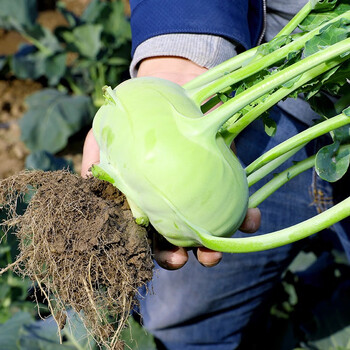 寿禾 青丕蓝种子水果苤蓝种子大头咸菜疙瘩蔬菜种子 翡翠水果苤蓝种子