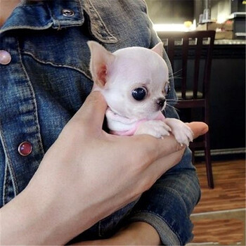 崽长不大的小鹿犬黑白花纯色玩具体小鹿犬活体公母包纯种 aaa级吉娃娃