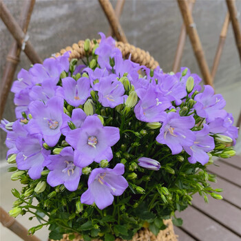 进口丹麦风铃  白色重瓣风铃花 四季开花盆栽 易养活室内阳台带花