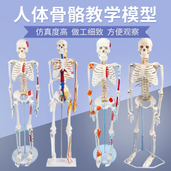 人体骨架模型85cm品牌及商品- 京东