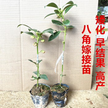 广西八角树苗嫁接八角苗食用茴香大料小苗大红八角苗带叶带泥发货