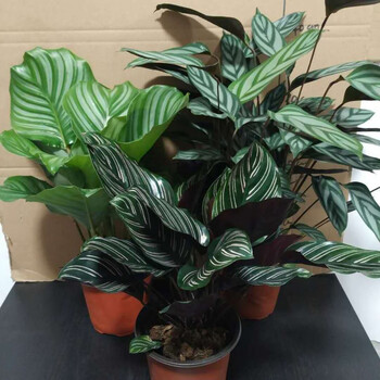 室内植物北欧客厅绿植吸甲醛净化空气观叶植物 凤凰羽【高20cm左右】