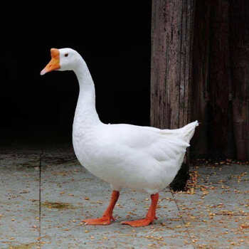 果亦橙jd物流农家大鹅老土鹅新鲜现杀67斤大鹅肉整只送礼精品礼盒散养