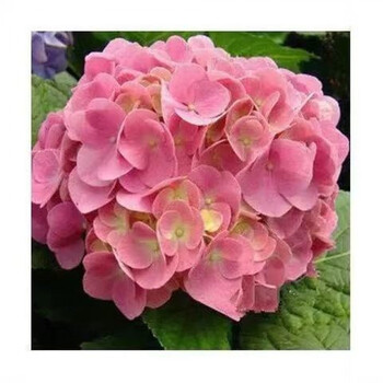 带花苞大苗四季开花无尽夏老桩大花当年开花室内花卉盆栽 初石 史欧尼