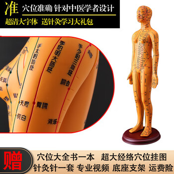 医用人体模型型号规格- 京东