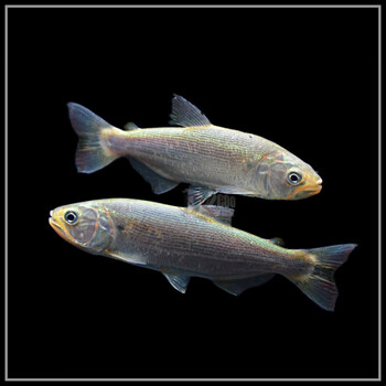 荣郁 巴西红尾黄金河虎钻石火箭泰庞海鲢猛鱼活体龙鱼配鱼观赏鱼热带