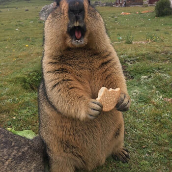 麦基乐土拨鼠网红土拨鼠幼崽宝宝包活到家便宜健康活土拨鼠幼崽24斤