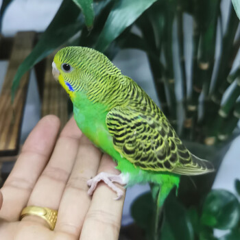 鸚鵡活鳥小型會說話虎皮鸚鵡活體鳥活物寵物鳥玄鳳一對綠虎皮一公一母