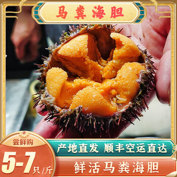 鲜其大连鲜活马粪海胆黄金胆刺身海胆肉紫胆鲜活海鲜水产【图片 价格