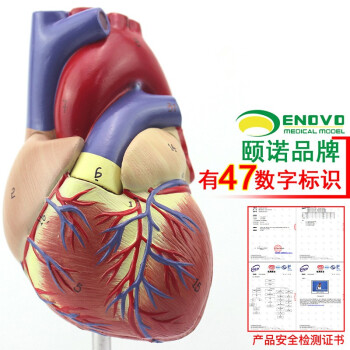 人體醫學模型品牌及商品- 京东