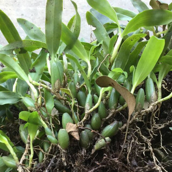 中小号双叶石橄榄新鲜石仙桃野生盆栽中草药炖汤材料双叶苦辣3斤1500