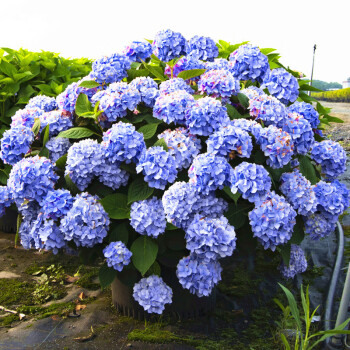 绣球花苗紫阳花卉绿植物无尽夏室内鲜花盆栽阳台庭院八仙花耐寒无尽夏 10年苗 不含盆 图片价格品牌报价 京东