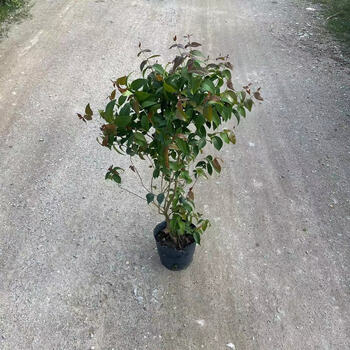 麦基乐巴西红果树苗阳台庭院盆栽红果仔树苗 灯笼果树苗 变色观果红果