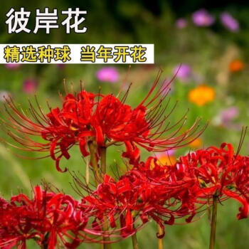 曼珠沙华花种价格报价行情- 京东