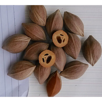 小米星橄榄核原核橄榄核原料超红润老油核单籽精品核雕四花原籽大核形