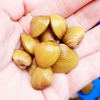 jypet黄金蚬小磅礴鱼繁殖用溪蚬净水鲜活观赏螺淡水鱼缸净化绿水藻