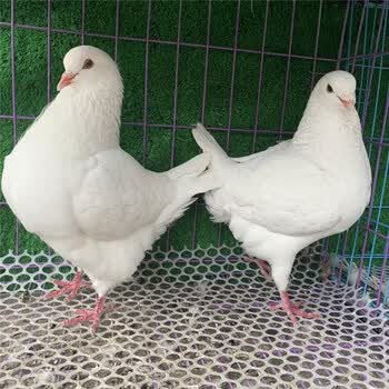 活体宠物大体纯种特大元宝鸽子一对公斤肉鸽种鸽成年二斤左右包活