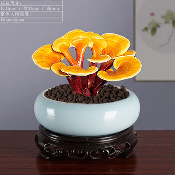 室内盆栽赤灵芝盆景懒人好养植物活体灵芝多肉植物多肉老桩绿植灵芝 玉蓝盆1328 底座b13 图片价格品牌报价 京东