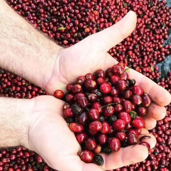 TO精品咖啡豆 埃塞俄比亚切尔巴耶加雪菲日晒200g 原产地手冲单品