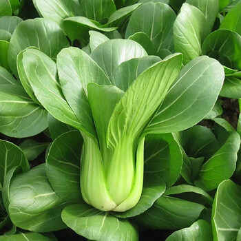 新鲜蔬菜农家自种新鲜好吃黑大头苏州青小青菜 2500g