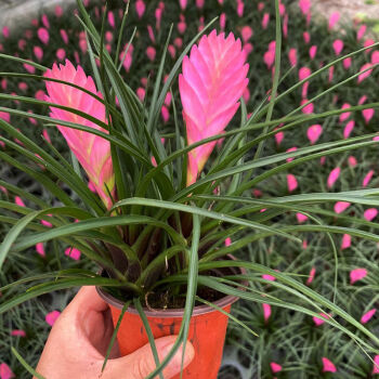 铁兰花紫花凤梨室内盆栽净化空气花卉绿植四季开花品种双花键铁兰 1盆 图片价格品牌报价 京东